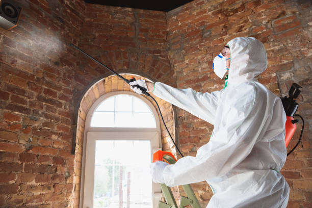 Why You Should Choose Our Mold Remediation Services in East Peoria, IL